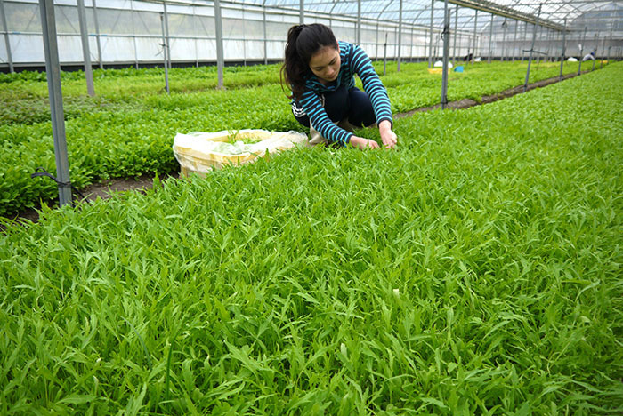 有機ベビーリーフの収穫！: 有機野菜・有機栽培の大地と自然の恵み スタッフブログ