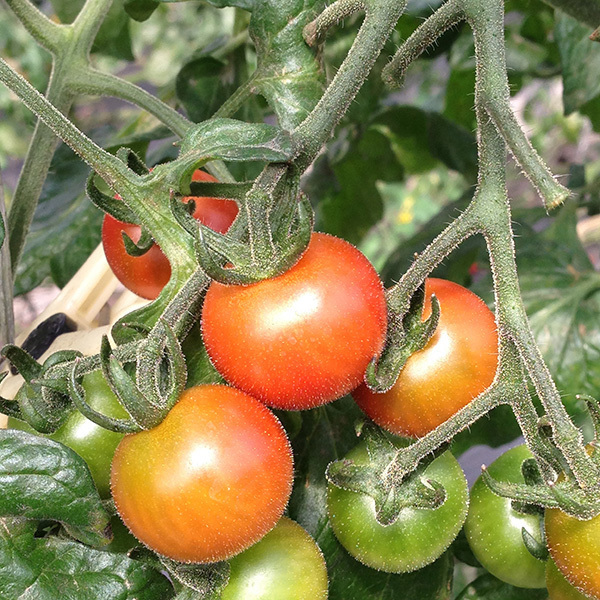 100416tomato02.jpg