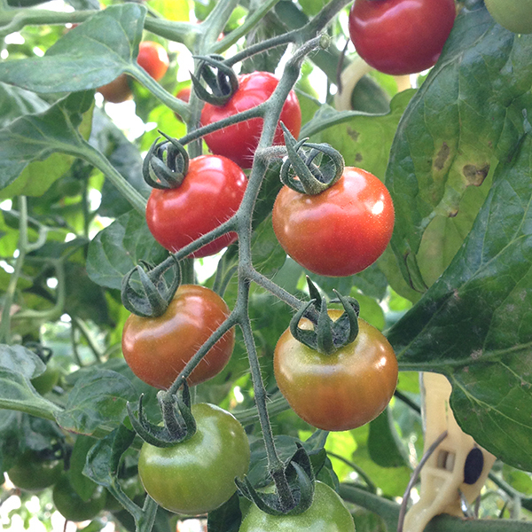 180207tomato03.jpg