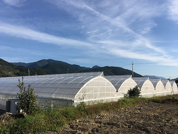 181022tomato03.jpg