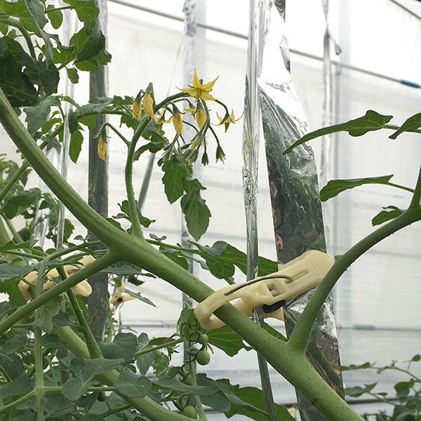 181126tomato05.jpg