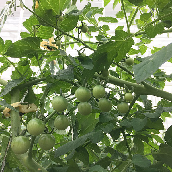 181126tomato06.jpg