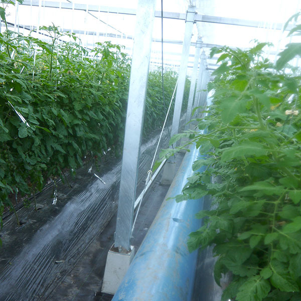 190107tomato03.jpg
