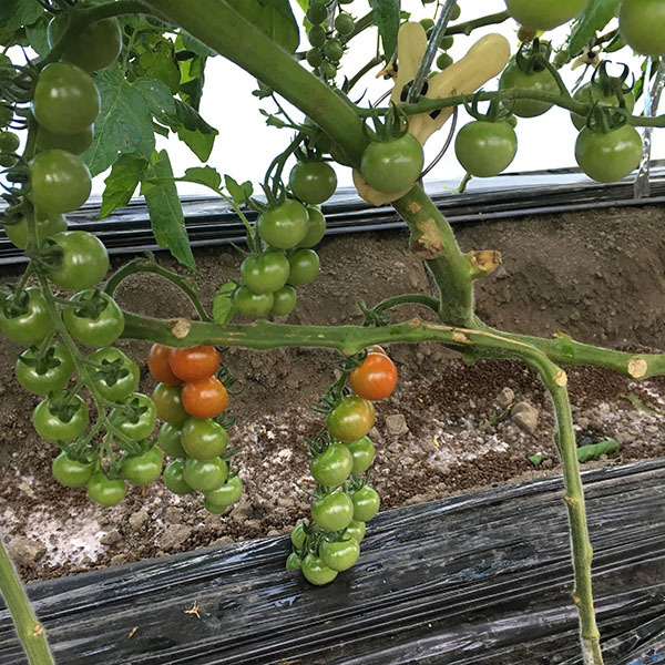 190107tomato04.jpg