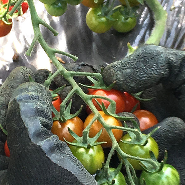 190408tomato02.jpg