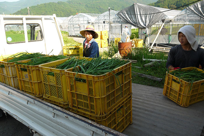 朝早く有機ニラの収穫！: 有機野菜・有機栽培の大地と自然の恵み