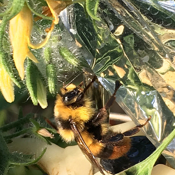 090114tomato08.jpg