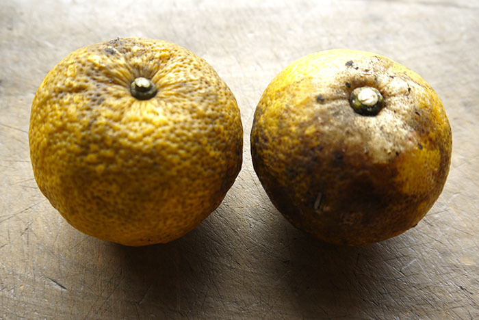 1201yuzu_b01.jpg