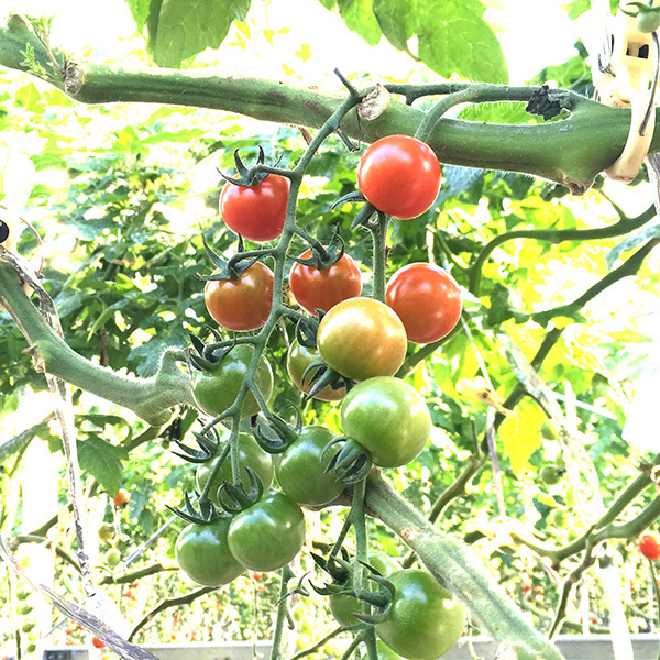 190114tomato01.jpg