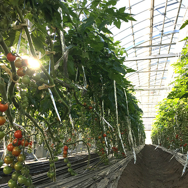 190114tomato04.jpg