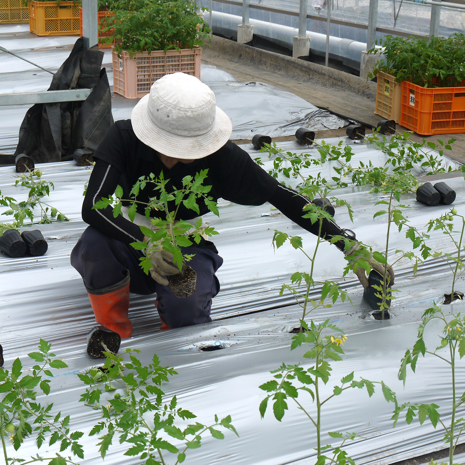 190715tomato02.jpg