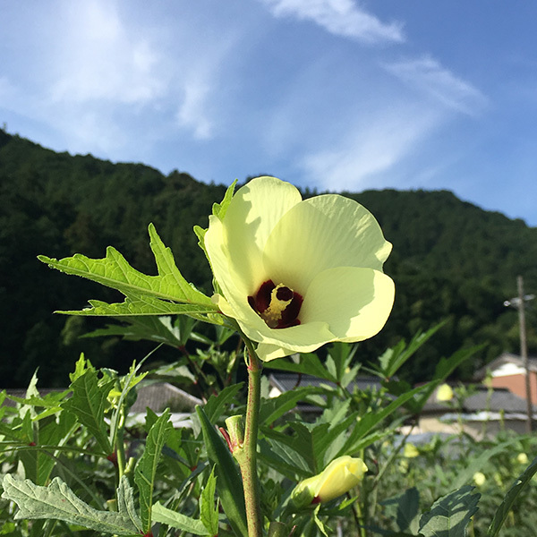190729okura05.jpg