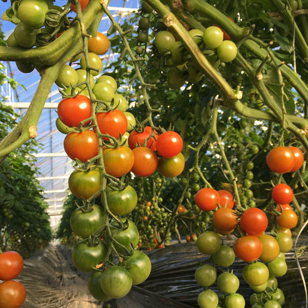 200106tomato01.jpg