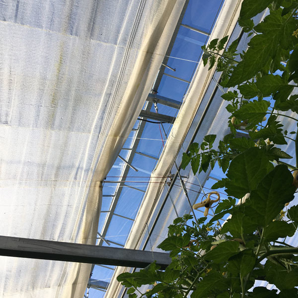 200106tomato02.jpg