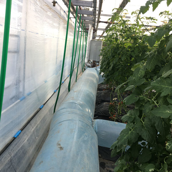 200106tomato07.jpg