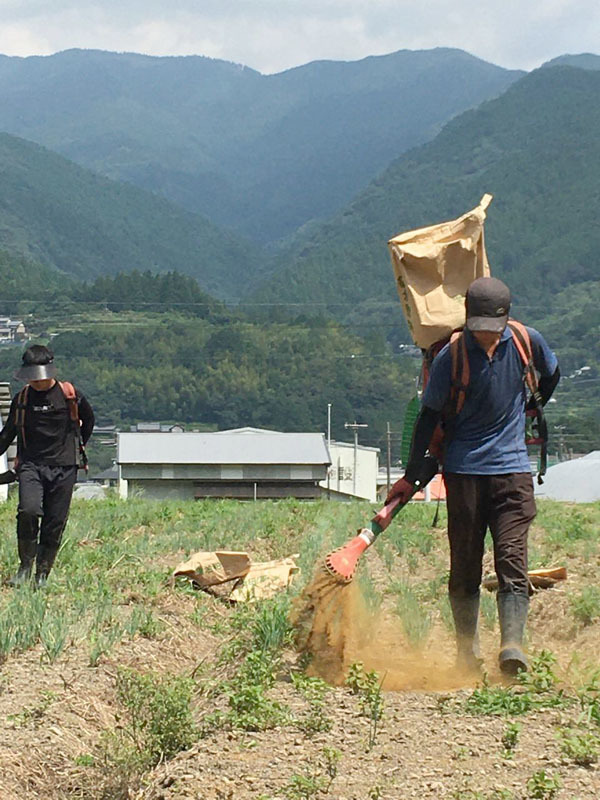 200803negi05.jpg