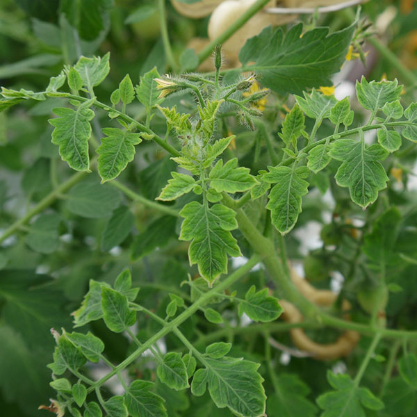 200810tomato01.jpg