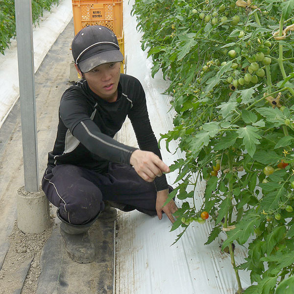 200810tomato03.jpg
