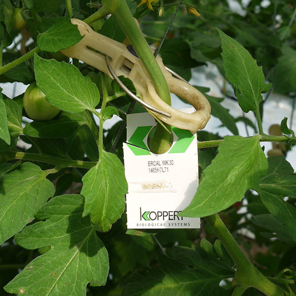 200810tomato04.jpg