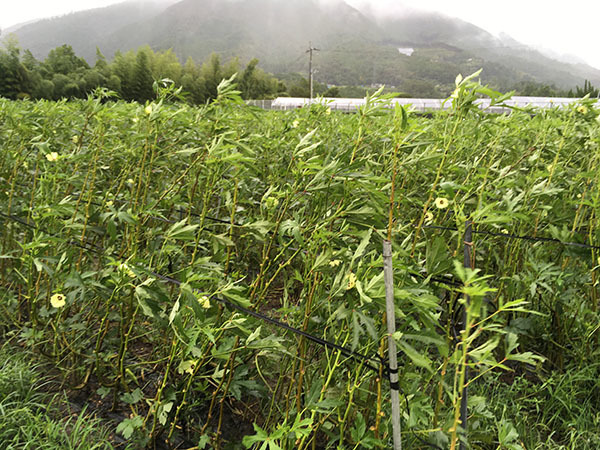 200907okura04.jpg