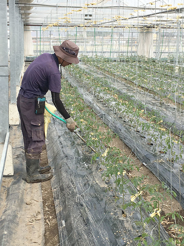 200921tomato04.jpg