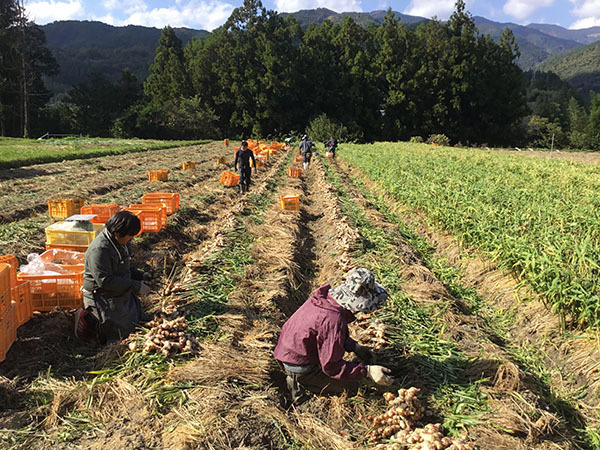 有機しょうが Ginger 有機野菜 有機栽培の大地と自然の恵み スタッフブログ