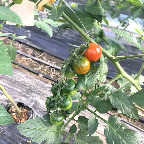 201116tomato02.jpg