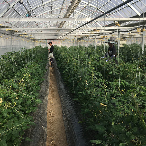 201116tomato04.jpg
