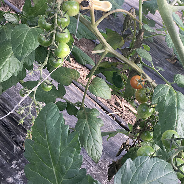 201116tomato16.jpg