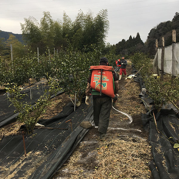 柚子に肥料を撒きました 有機野菜 有機栽培の大地と自然の恵み スタッフブログ