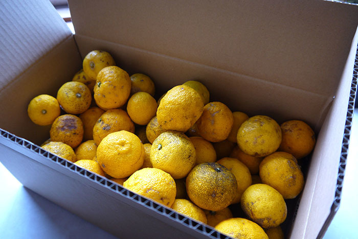 yuzu7kg02.jpg